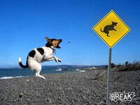 dog copies sign.jpg