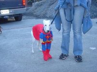 dog costume 1.jpg