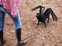 dog costume 2.jpg