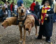 dog costume 3.jpg