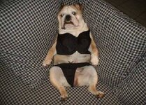 dog costume 5.jpg