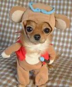 dog costume 6.jpg