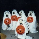 dog costume 7.jpg