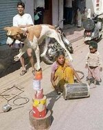 dog balancing.jpg