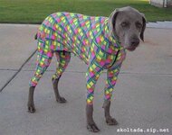 dog costume 8.jpg