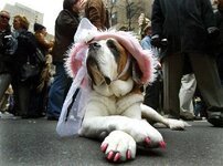 dog costume 10.jpg