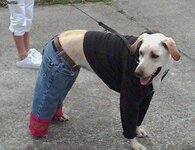 dog costume12.jpg