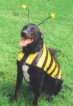 dog dressed as bee1.jpg