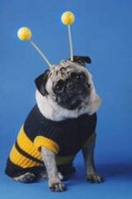 dog dressed as bee2.jpg