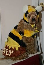 dog dressed as bee3.jpg