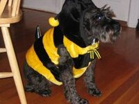 dog dressed as bee4.jpg