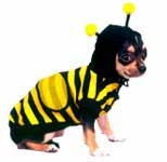 dog dressed as bee5.jpg