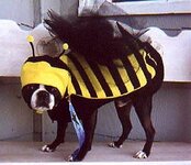 dog dressed as bee6.jpg