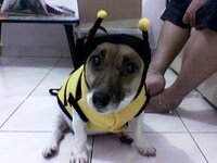 dog dressed as bee8.jpg