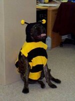 dog dressed as bee9.jpg