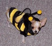 dog dressed as bee10.jpg