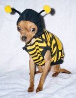 dog dressed as bee11.jpg