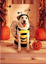 dog dressed as bee12.jpg