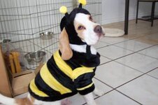 dog dressed as bee13.jpg