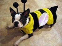 dog dressed as bee14.jpg