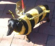 dog dressed as bee15.jpg
