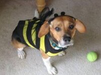 dog dressed as bee16.jpg