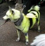 dog dressed as bee17.jpg