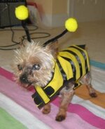 dog dressed as bee18.jpg