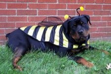 dog dressed as bee19.jpg