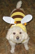 dog dressed as bee20.jpg