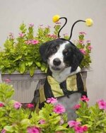 dog dressed as bee21.jpg