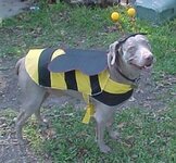 dog dressed as bee22.jpg