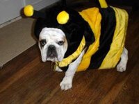 dog dressed as bee23.jpg