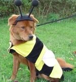 dog dressed as bee24.jpg