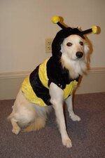 dog dressed as bee25.jpg