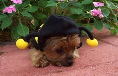 dog dressed as bee26.jpg