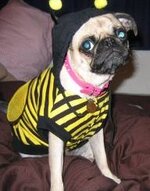 dog dressed as bee27.jpg
