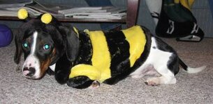dog dressed as bee28.jpg