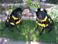 dog dressed as bee29.jpg