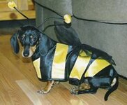 dog dressed as bee30.jpg