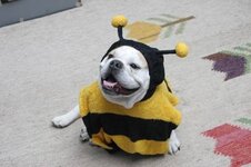 dog dressed as bee31.jpg