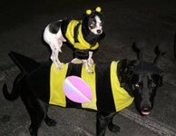 dog dressed as bee32.jpg