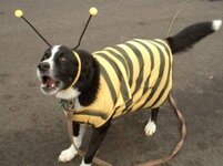 dog dressed as bee33.jpg