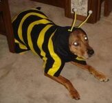 dog dressed as bee34.jpg