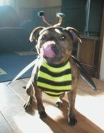 dog dressed as bee35.jpg