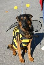 dog dressed as bee36.jpg