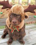 dog dressed as reindeer.jpg