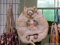 dog for sale.jpg