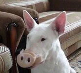 dog in pig mask.jpg