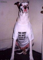 dog in tshirt.jpg